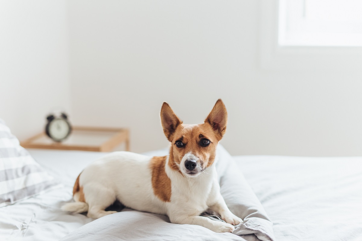 Erkek Köpek Kısırlaştırma