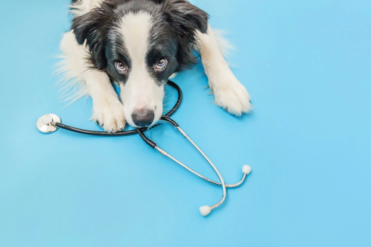 Esenler Acil Veteriner Kliniği