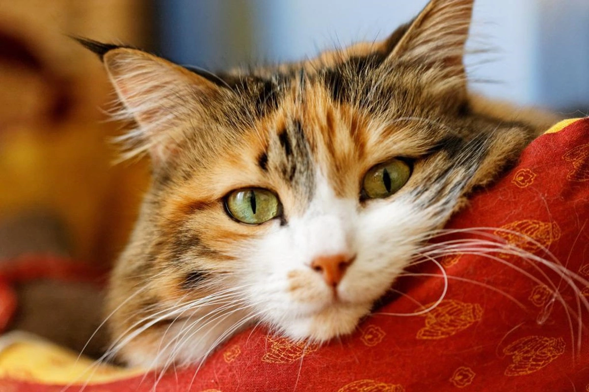 Gece Açık Veteriner Hizmetleri