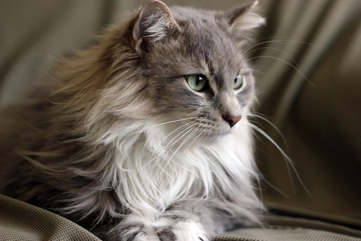 Kedim ishal oldu ne yapmalıyım